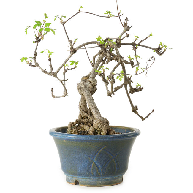 Akebia quinata, 38 cm, ± 15 ans