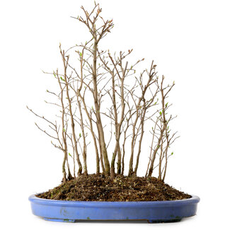 Stewartia monadelpha, 41 cm, ± 12 jaar oud