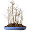 Stewartia monadelpha, 41 cm, ± 12 jaar oud