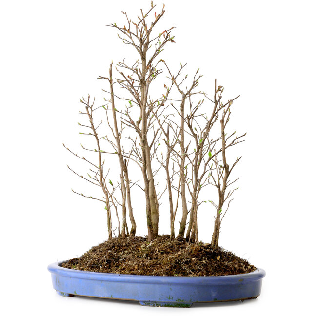 Stewartia monadelpha, 41 cm, ± 12 años de edad