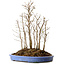 Stewartia monadelpha, 41 cm, ± 12 years old