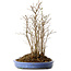 Stewartia monadelpha, 41 cm, ± 12 años de edad
