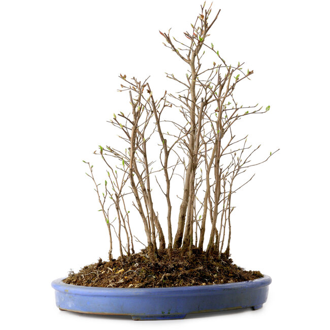 Stewartia monadelpha, 41 cm, ± 12 ans