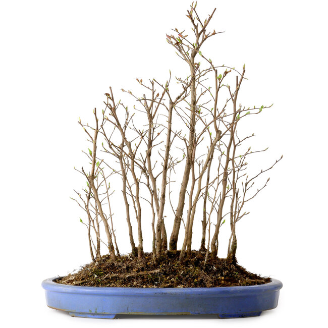 Stewartia monadelpha, 41 cm, ± 12 años de edad