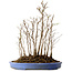 Stewartia monadelpha, 41 cm, ± 12 jaar oud