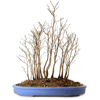 Stewartia monadelpha, 39 cm, ± 12 Jahre alt