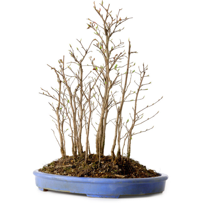 Stewartia monadelpha, 41 cm, ± 12 jaar oud