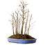 Stewartia monadelpha, 41 cm, ± 12 años de edad