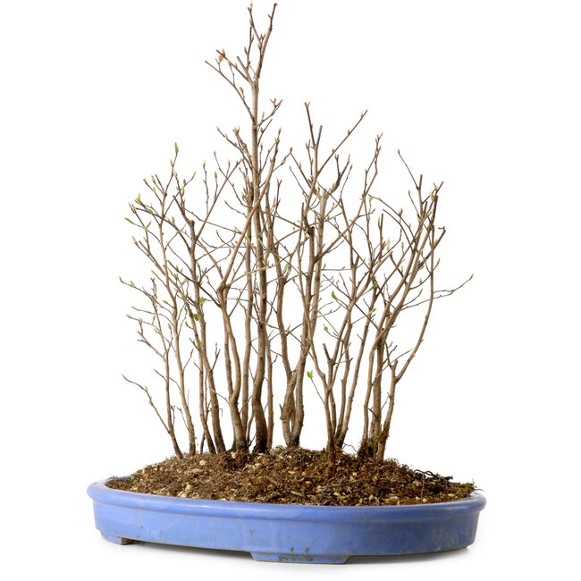 Stewartia monadelpha, 39 cm, ± 12 ans