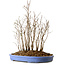 Stewartia monadelpha, 39 cm, ± 12 jaar oud