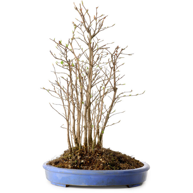 Stewartia monadelpha, 41 cm, ± 12 anni