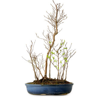 Stewartia monadelpha, 50 cm, ± 12 años de edad