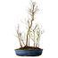 Stewartia monadelpha, 50 cm, ± 12 jaar oud