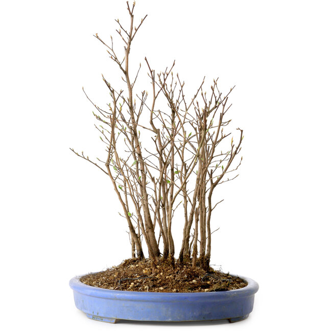 Stewartia monadelpha, 39 cm, ± 12 ans