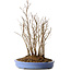 Stewartia monadelpha, 39 cm, ± 12 años de edad