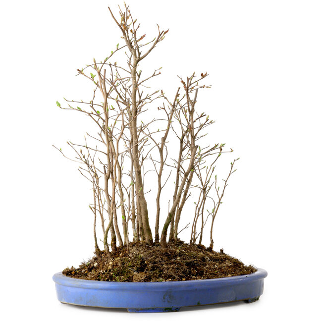 Stewartia monadelpha, 41 cm, ± 12 years old