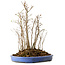 Stewartia monadelpha, 41 cm, ± 12 years old