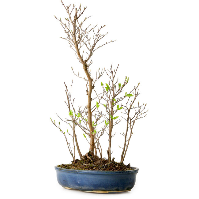 Stewartia monadelpha, 50 cm, ± 12 jaar oud
