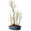 Stewartia monadelpha, 50 cm, ± 12 años de edad