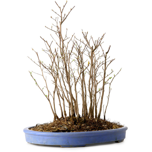 Stewartia monadelpha, 39 cm, ± 12 years old