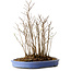 Stewartia monadelpha, 39 cm, ± 12 years old