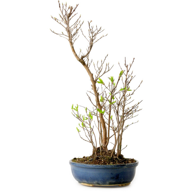 Stewartia monadelpha, 50 cm, ± 12 ans