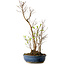 Stewartia monadelpha, 50 cm, ± 12 years old