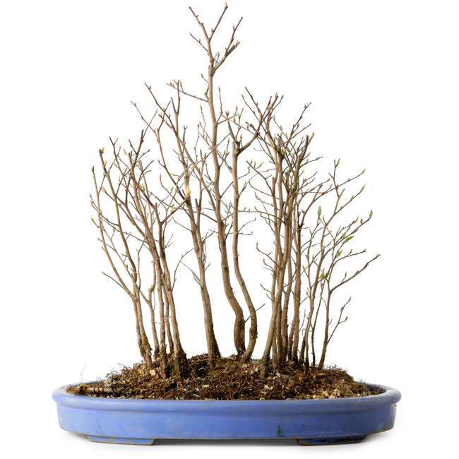 Stewartia monadelpha, 39 cm, ± 12 años de edad