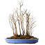 Stewartia monadelpha, 39 cm, ± 12 jaar oud