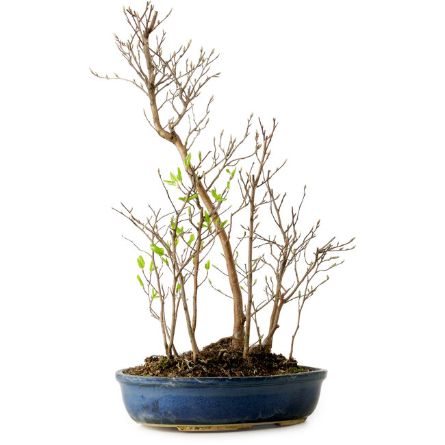 Stewartia monadelpha, 50 cm, ± 12 años de edad