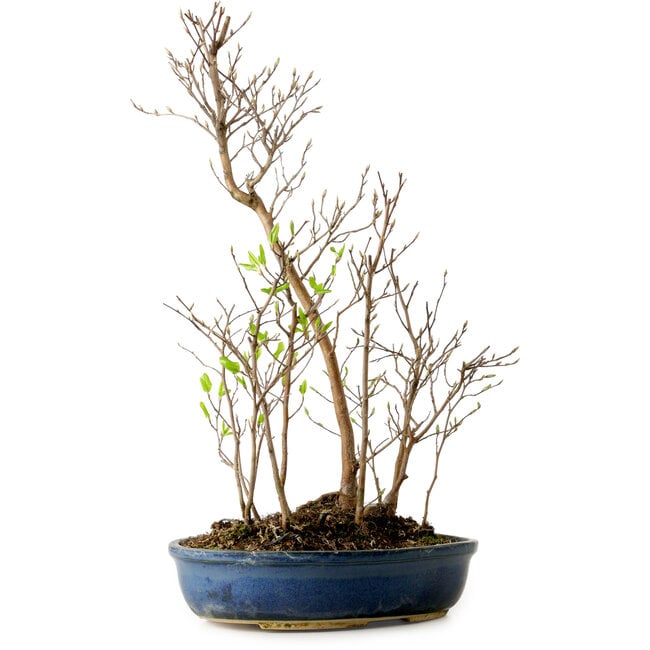 Stewartia monadelpha, 50 cm, circa 12 anni