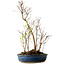 Stewartia monadelpha, 50 cm, ± 12 jaar oud