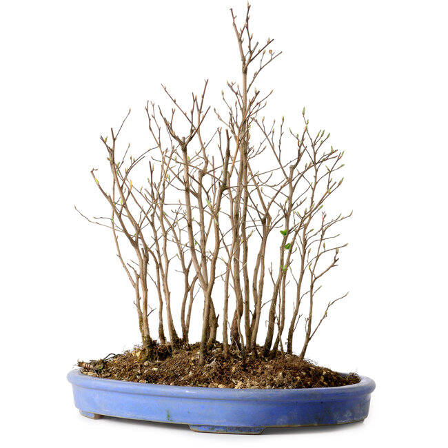 Stewartia monadelpha, 39 cm, ± 12 jaar oud