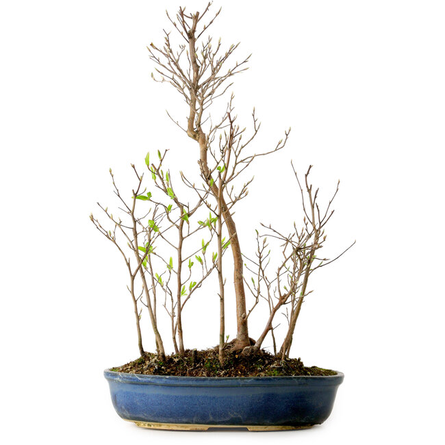 Stewartia monadelpha, 50 cm, ± 12 años de edad