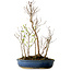 Stewartia monadelpha, 50 cm, ± 12 años de edad