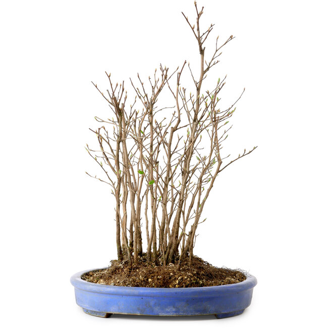 Stewartia monadelpha, 39 cm, ± 12 ans