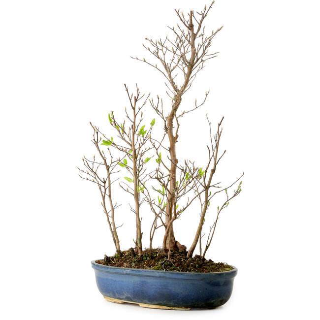 Stewartia monadelpha, 50 cm, circa 12 anni