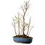 Stewartia monadelpha, 50 cm, ± 12 jaar oud