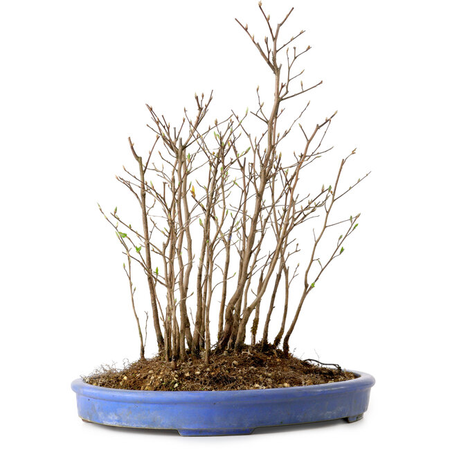 Stewartia monadelpha, 39 cm, ± 12 jaar oud
