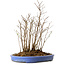 Stewartia monadelpha, 39 cm, ± 12 años de edad