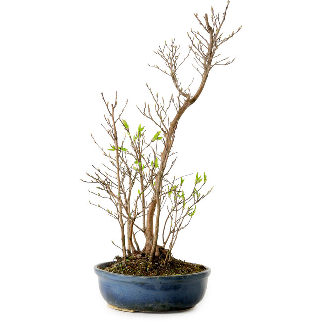 Stewartia monadelpha, 50 cm, ± 12 years old