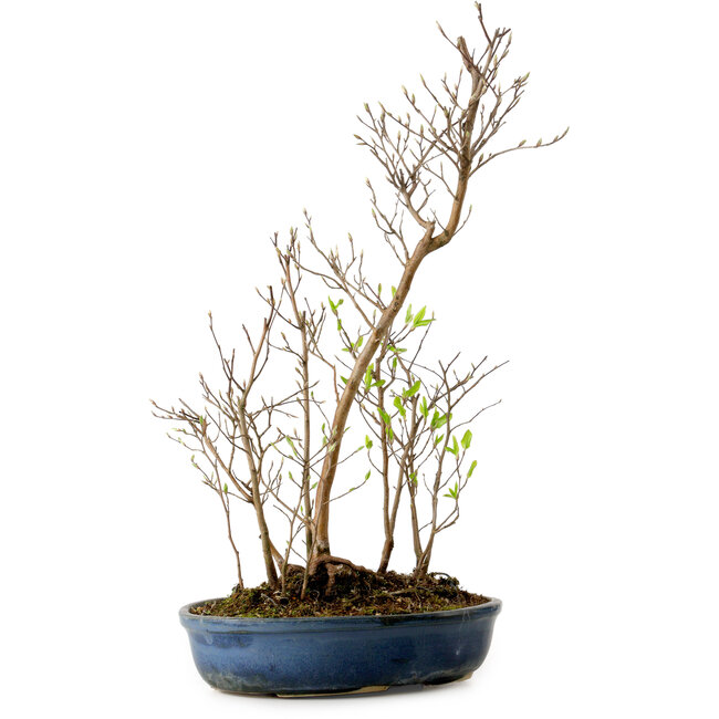 Stewartia monadelpha, 50 cm, ± 12 ans