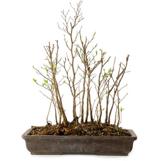 Stewartia monadelpha, 37 cm, ± 12 ans