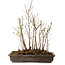 Stewartia monadelpha, 37 cm, ± 12 jaar oud