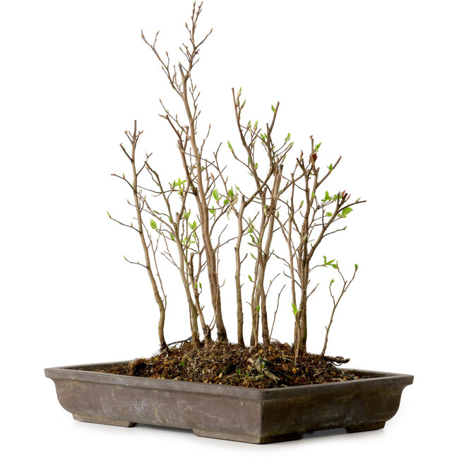 Stewartia monadelpha, 37 cm, ± 12 jaar oud