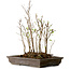 Stewartia monadelpha, 37 cm, ± 12 jaar oud
