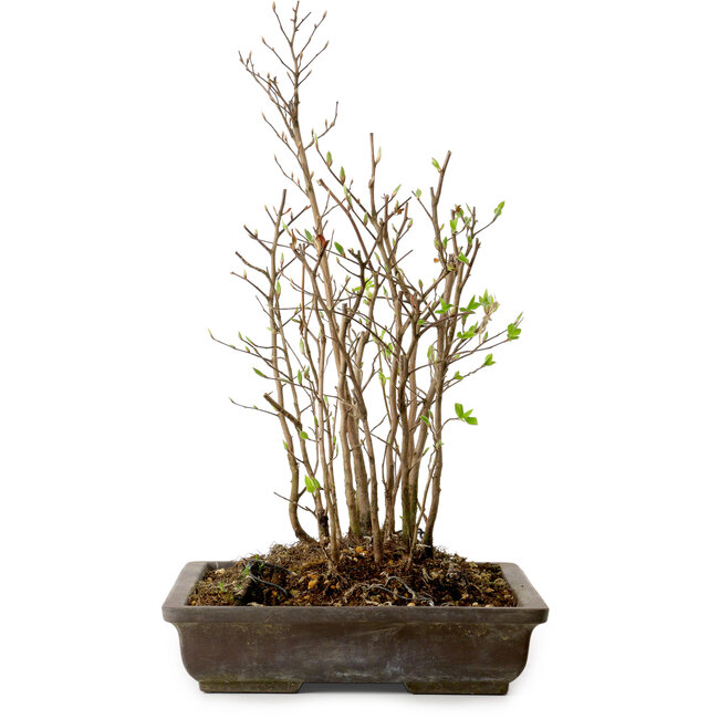 Stewartia monadelpha, 37 cm, ± 12 años de edad