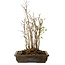Stewartia monadelpha, 37 cm, ± 12 años de edad