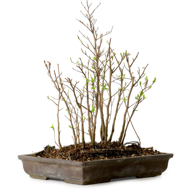 Stewartia monadelpha, 37 cm, ± 12 anni