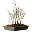 Stewartia monadelpha, 37 cm, ± 12 jaar oud
